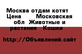 Москва отдам котят › Цена ­ 1 - Московская обл. Животные и растения » Кошки   